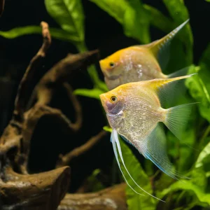 Gold Angel Fish