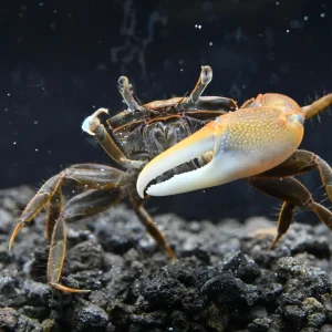 Gold Claw Fiddler Crab