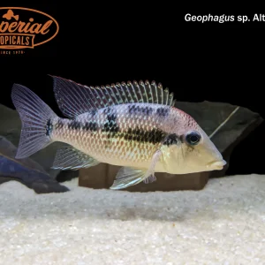 Gold Dust Geophagus