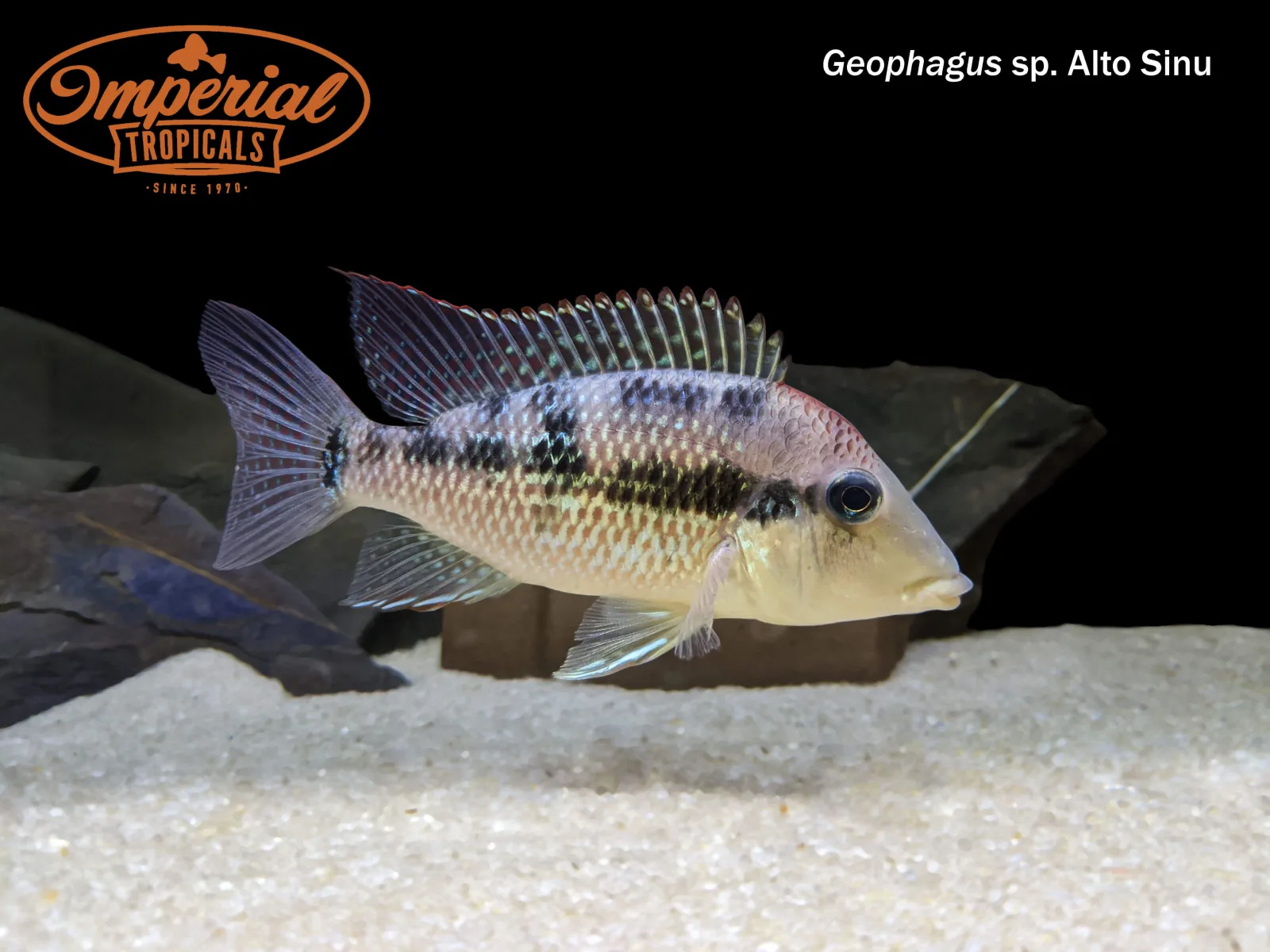 Gold Dust Geophagus