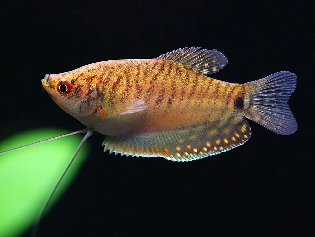 Gold Gourami (Trichopodus trichopterus 'Gold') - Tank Bred - Image 2