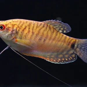 Gold Gourami (Trichopodus trichopterus 'Gold') - Tank Bred