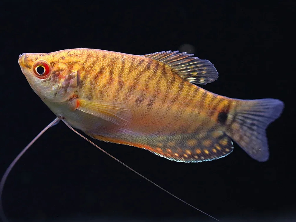 Gold Gourami (Trichopodus trichopterus 'Gold') - Tank Bred