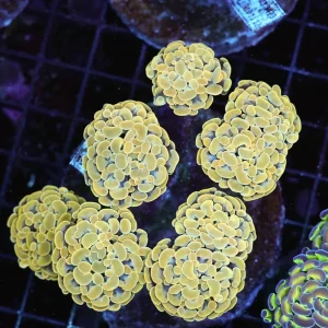 Gold Hammer Colony WYSIWYG - SAQ Coral Farm