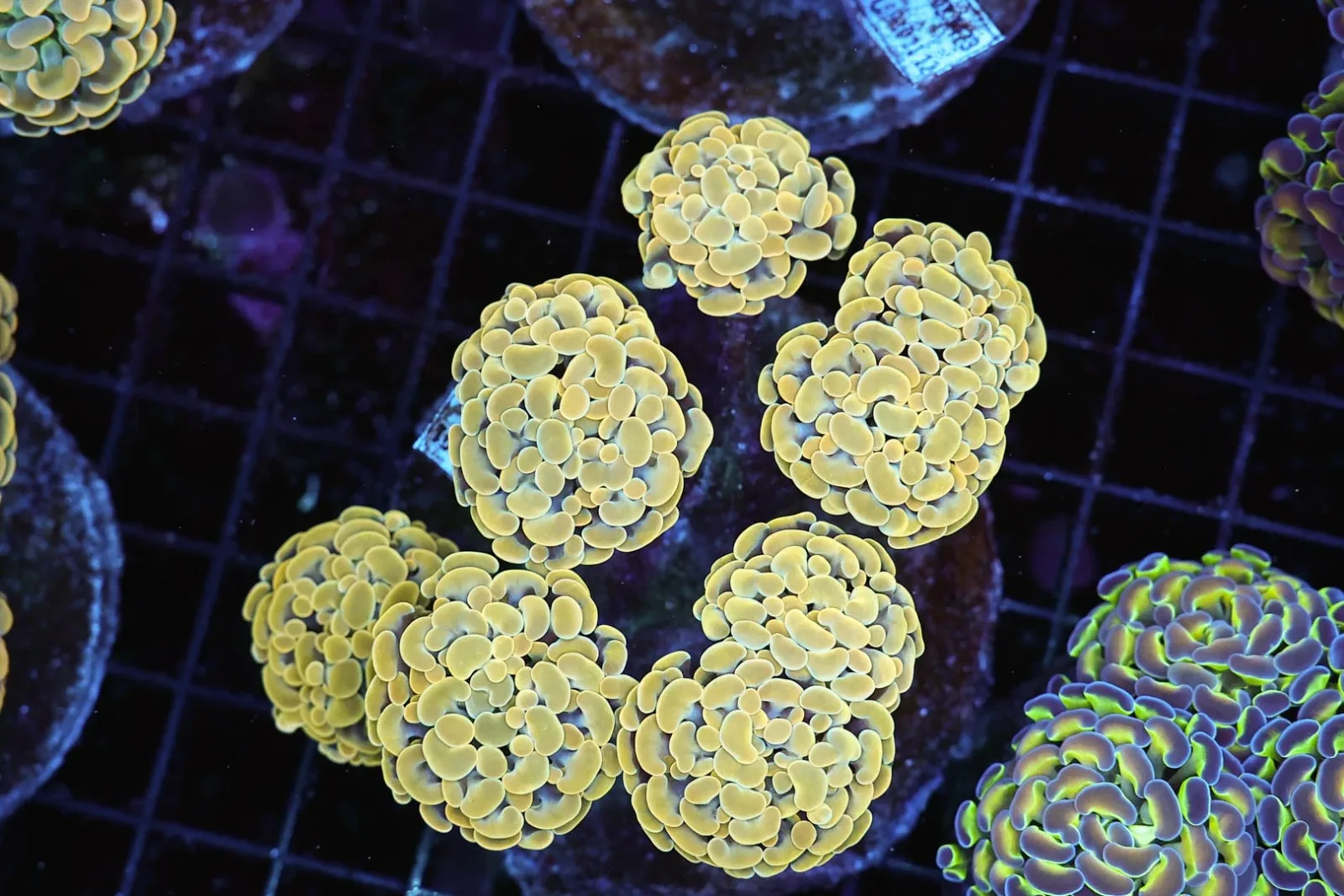 Gold Hammer Colony WYSIWYG - SAQ Coral Farm