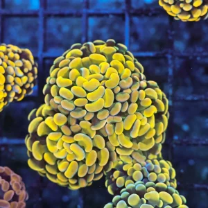 Gold Hammer Coral Cluster WYSIWYG - SAQ Coral Farm