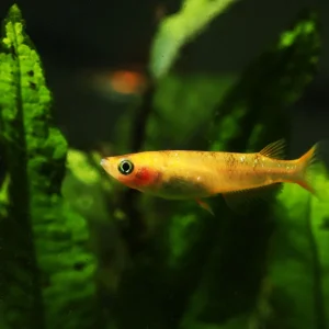 Gold Medaka Japanese Ricefish