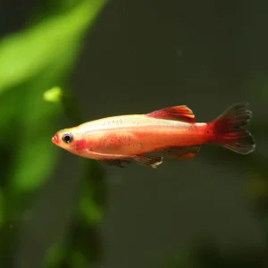 Gold White Cloud Mountain Minnow (Tanichthys albonubes var gold)