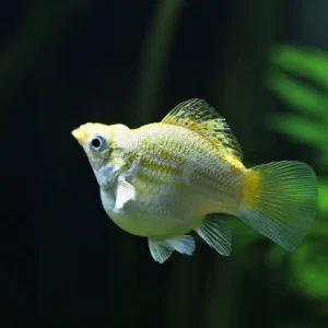 Golden Ballon Molly Fish