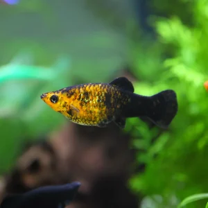 Golden Black Lyretail Molly