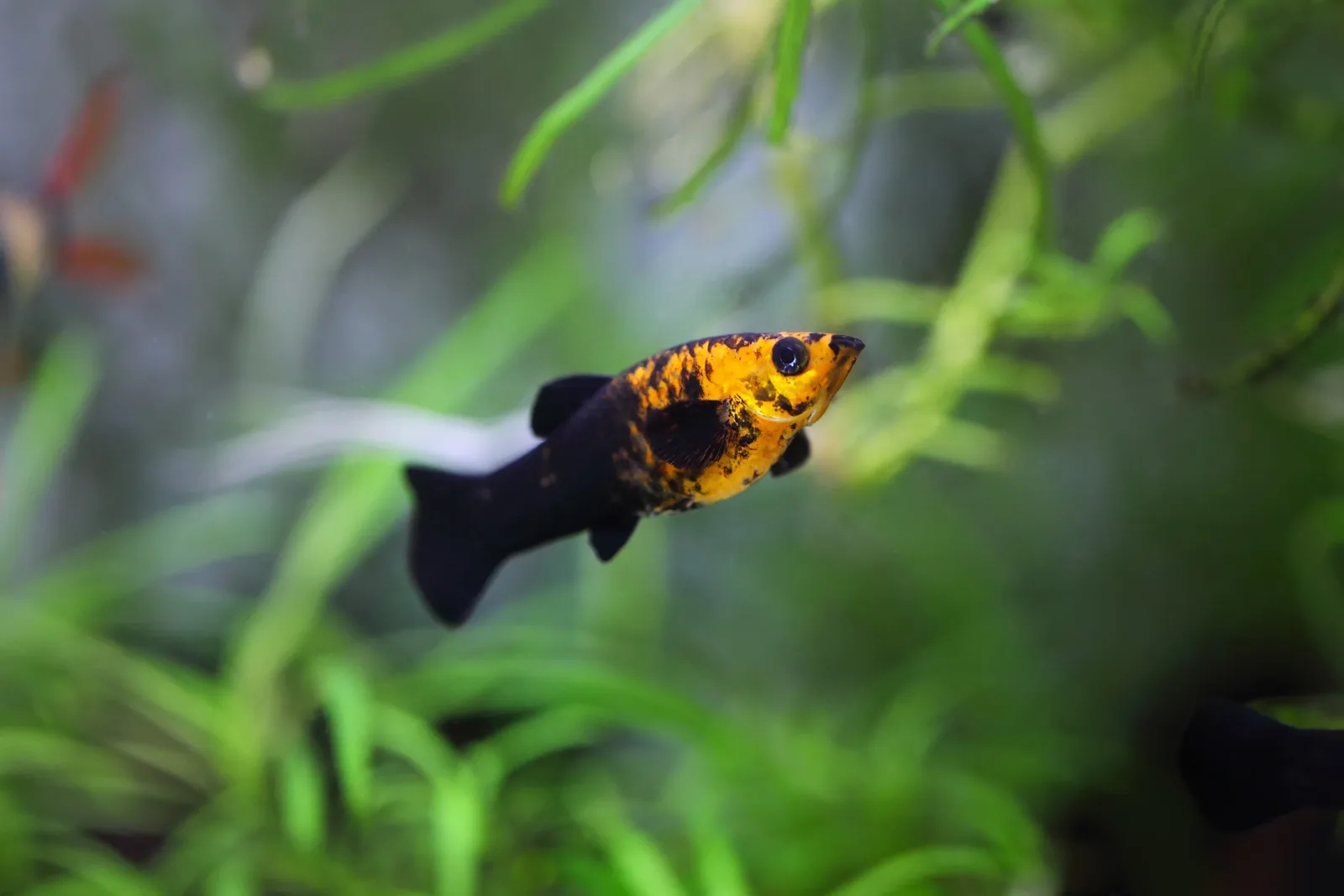 Golden Black Lyretail Molly - Image 2