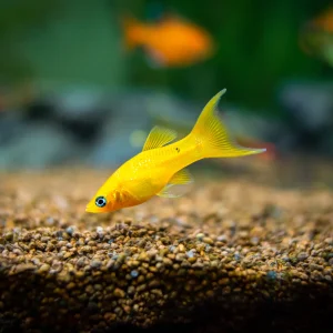 Golden Lyretail Molly Fish