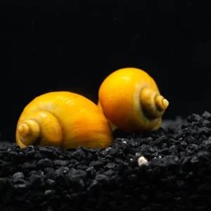 Golden Mystery Snail