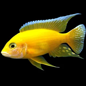 Golden Peacock Cichlid Fish