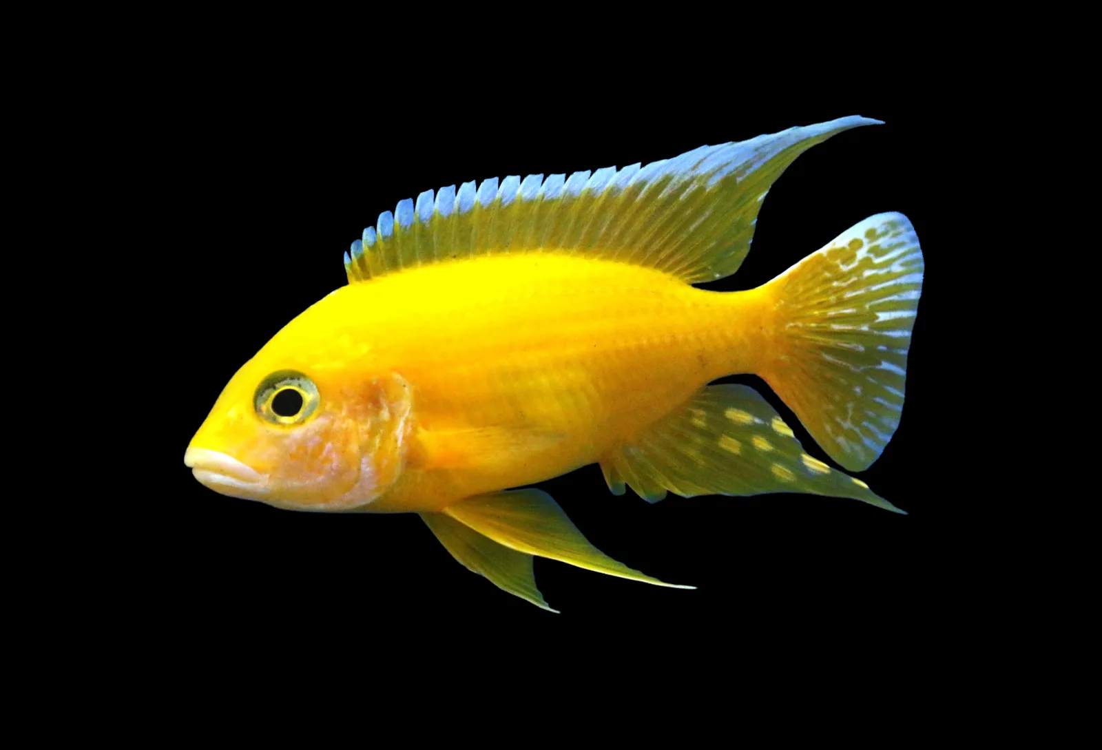 Golden Peacock Cichlid Fish