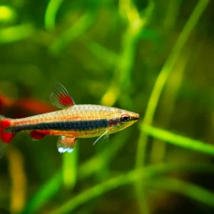 Golden Pencilfish (Nannostomus beckfordi)