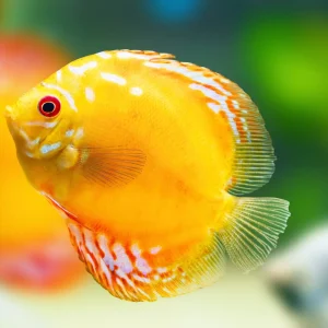 Golden Rainbow Discus