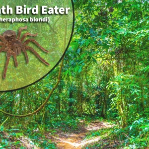 Goliath Bird Eater (Theraphosa blondi) Bioactive Vivarium Kit