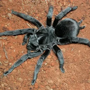 Grammostola pulchra - Brazilian Black Tarantula for Sale (Grammostola quirogai) | TDE