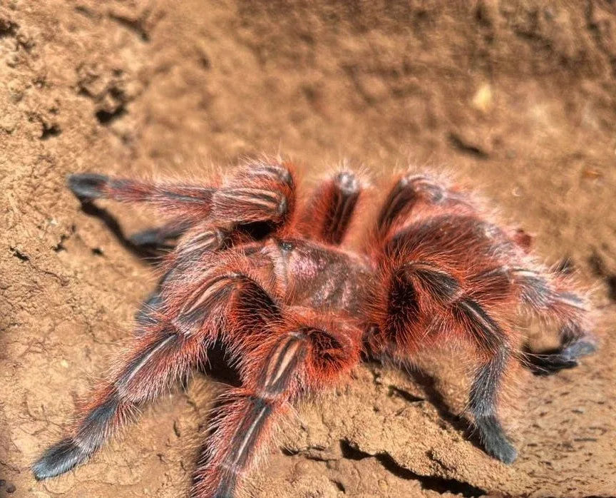 Grammostola rosea RCF - Chilean Rose Hair 'Red' Tarantula for Sale | TDE - Image 2