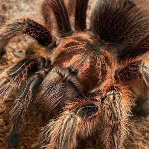 Grammostola rosea RCF - Chilean Rose Hair 'Red' Tarantula for Sale | TDE