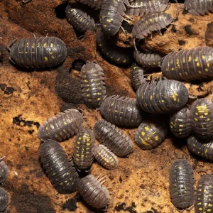 "Granulated" Isopods (Armadillidium Granulatum)