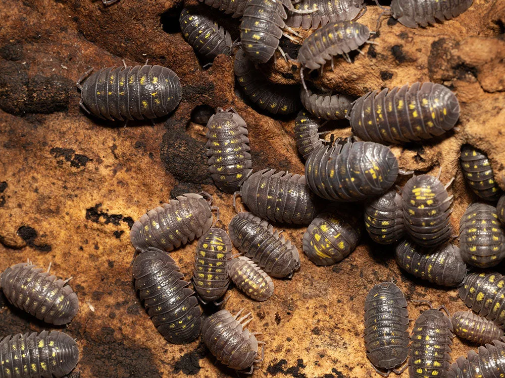 "Granulated" Isopods (Armadillidium Granulatum)