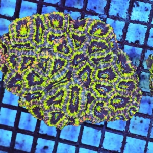 Green Acan Colony WYSIWYG - SAQ Coral Farm