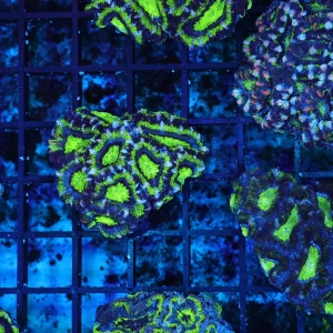 Green Acan Coral WYSIWYG - SAQ Coral Farm