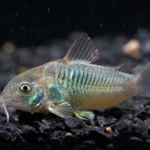 Green Aeneus Corydoras Fish (Corydoras aeneus)