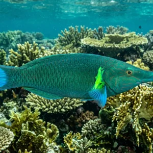 Green Bird Wrasse(Gomphosus varius) Small - SAQ Chicago Fish