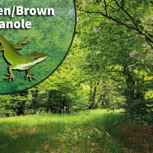 Green & Brown Anole (Anolis carolinensis & sagrei) Bioactive Vivarium Kit