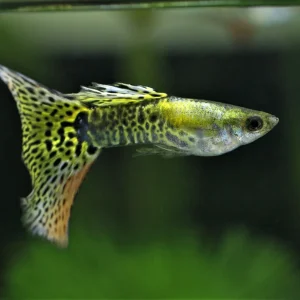 Green Cobra Guppy Fish