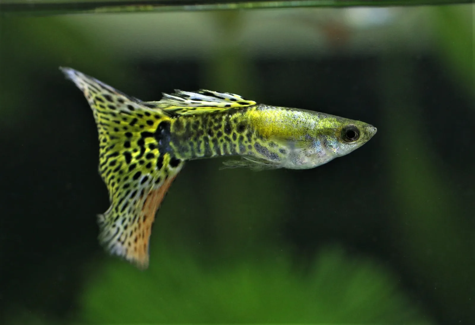 Green Cobra Guppy Fish