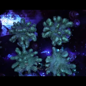 Green Devil's Hand Colony - SAQ Coral Farm