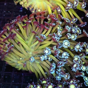 Green Goniopora Colony WYSIWYG - SAQ Coral Farm