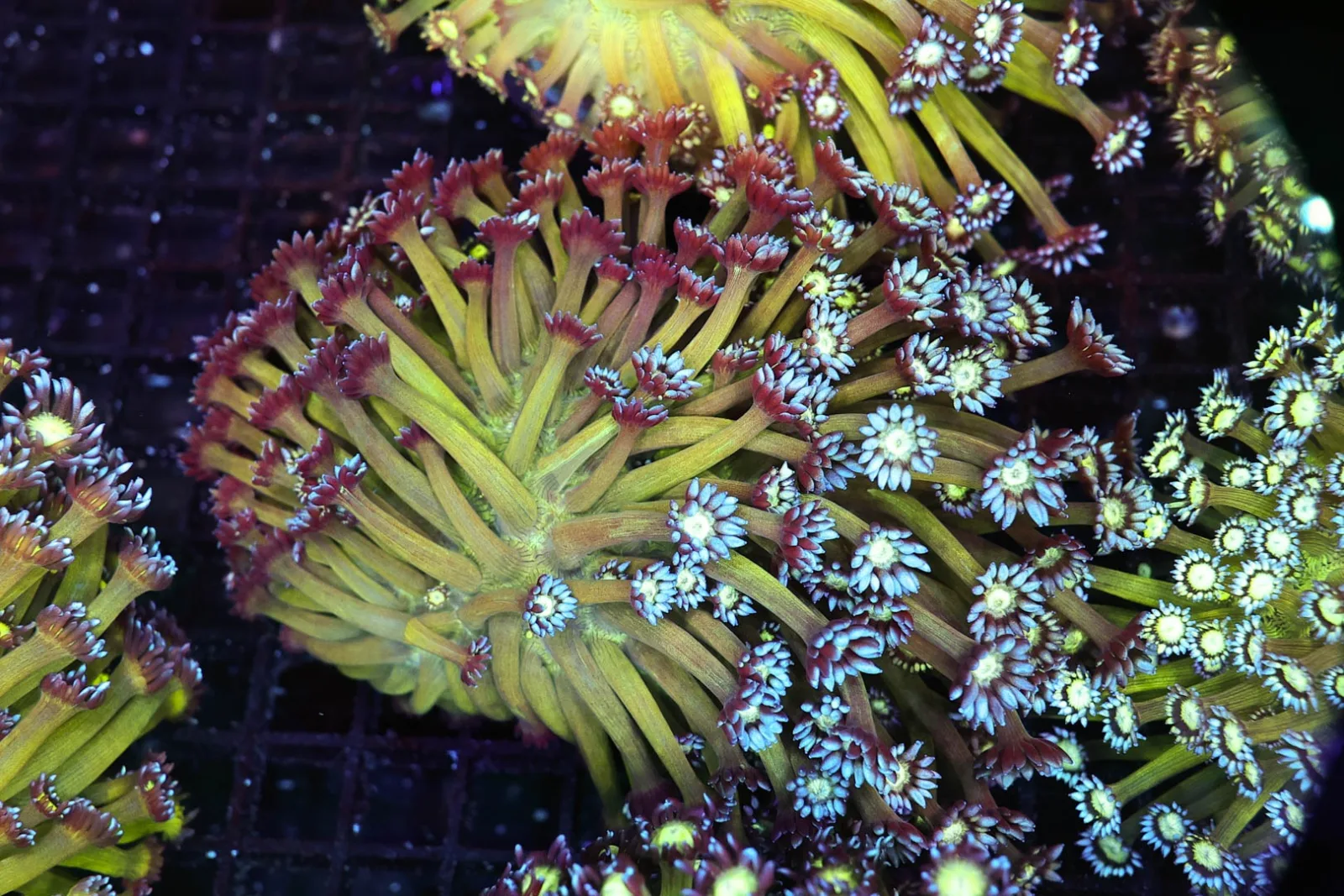 Green Goniopora Colony WYSIWYG - SAQ Coral Farm