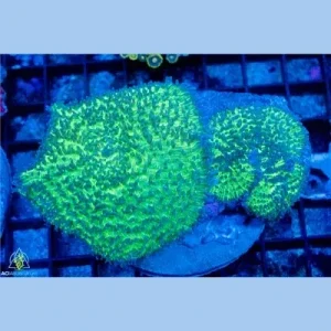 Green Lampung Mushroom WYSIWYG - SAQ Coral Farm