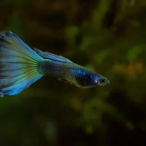 Green Moscow Guppy