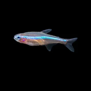 Green Neon Tetra