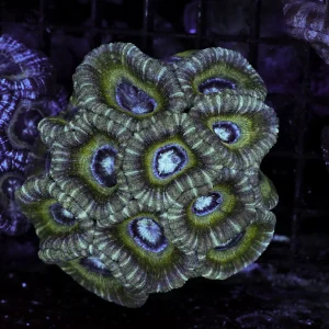 Green Rim Asian Acan Coral Colony WYSIWYG - SAQ Coral Farm