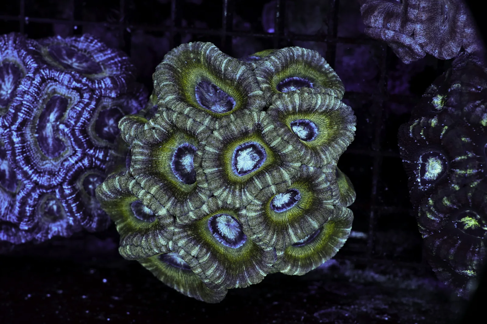 Green Rim Asian Acan Coral Colony WYSIWYG - SAQ Coral Farm