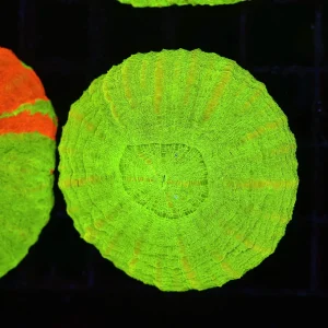 Green Scolymia WYSIWYG - SAQ Coral Farm