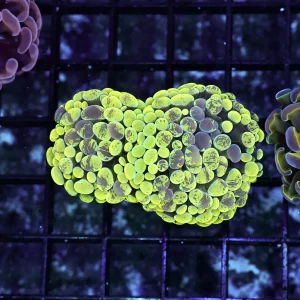 Green Splatter Hammer WYSIWYG - SAQ Coral Farm
