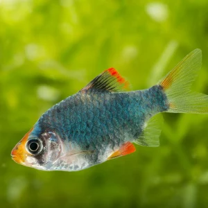 Green Tiger Barb Fish