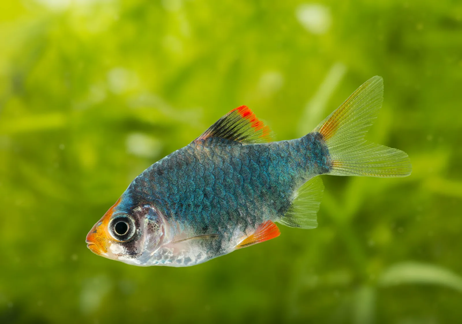 Green Tiger Barb Fish