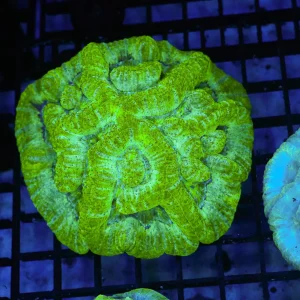 Green Willsoni Coral WYSIWYG - SAQ Coral Farm