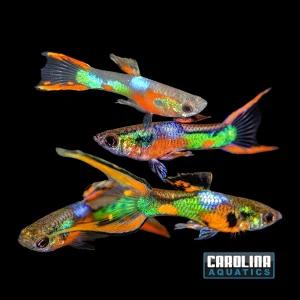Guppy - Endler K33