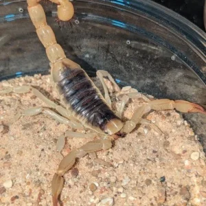Hadrurus arizonensis – Desert Hairy Scorpion | Impressive North American Species | Live Arrival Guarantee | TDE
