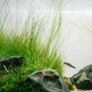 Hairgrass Giant Aquatic Plant
